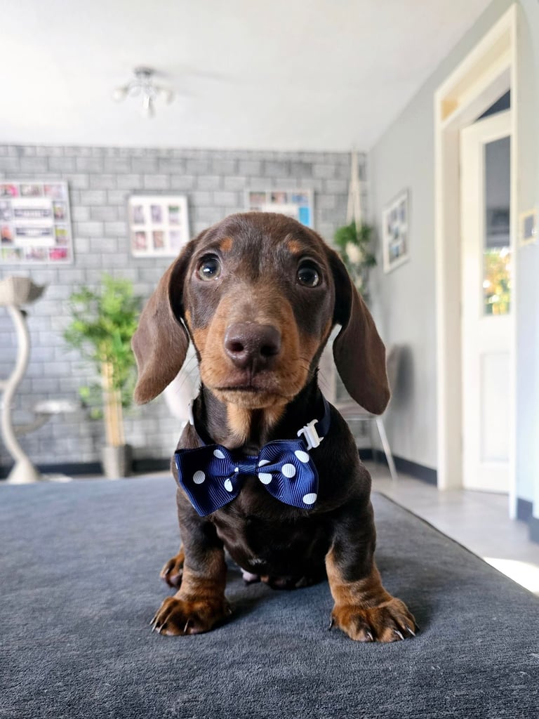 Chocolate dachsund puppy 13 weeks old