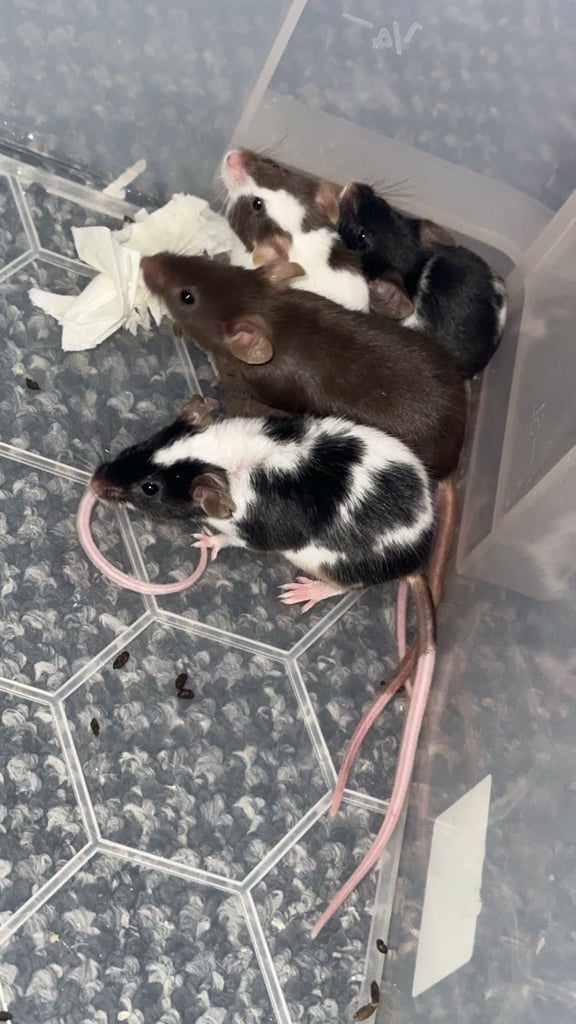 4 females and 9 males 