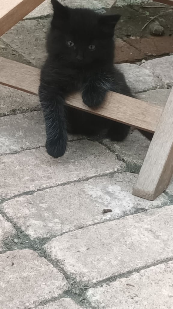 Black Fluffy Kittens... half black Persian Cross