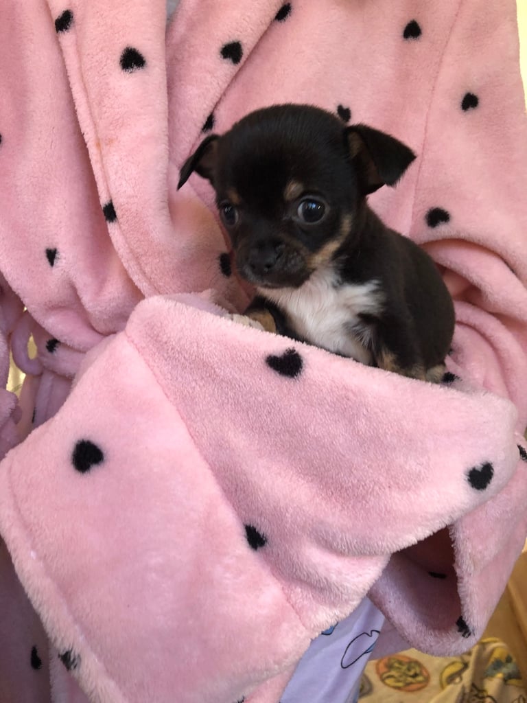 Chihuahua puppies