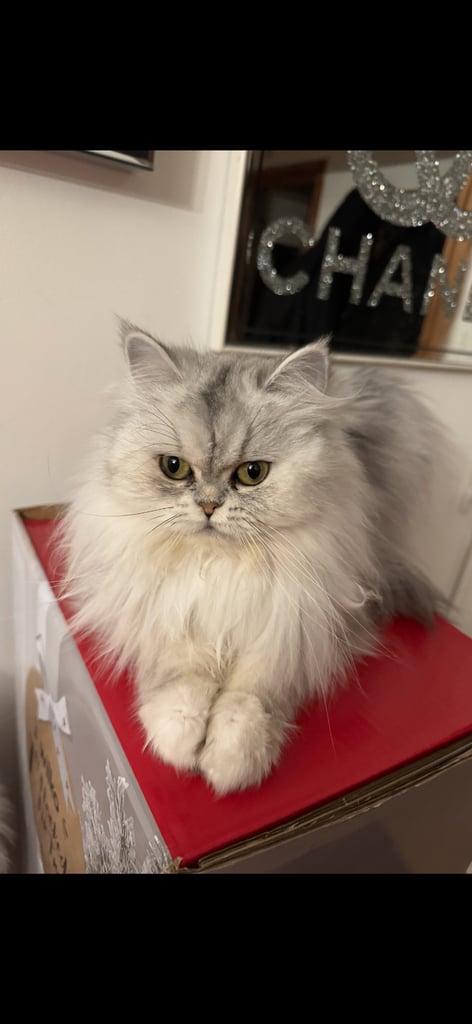 I’m selling my beautiful girl 