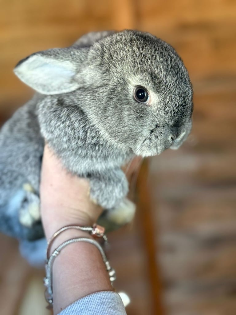 Two beautiful baby lop earred bunnies for sale 