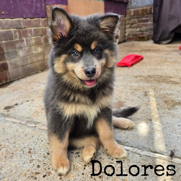 Fully Vaccinated! Stunning Pomsky Puppies Ready Now