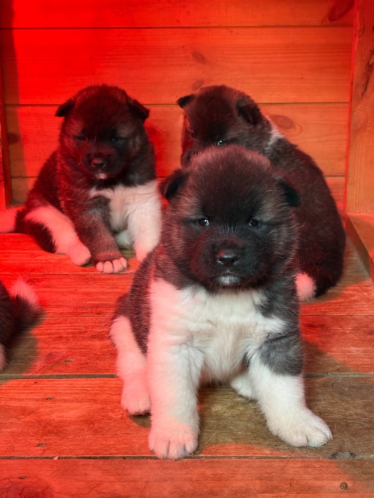 Beautiful KC Registered American Akita Puppies