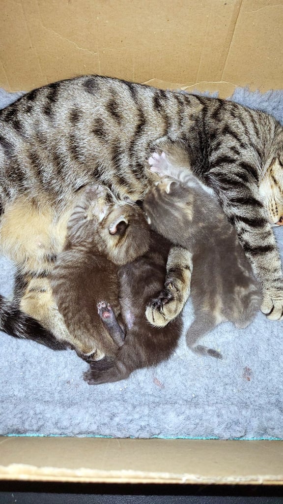 🐾 Adorable Kittens Ready for Their Forever Homes 🐾