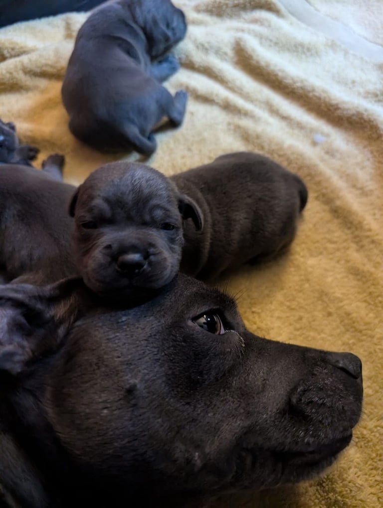 Blue Staffordshire Bull Terrier Puppiess