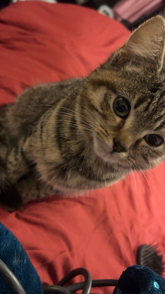 Female tabby cat for sale