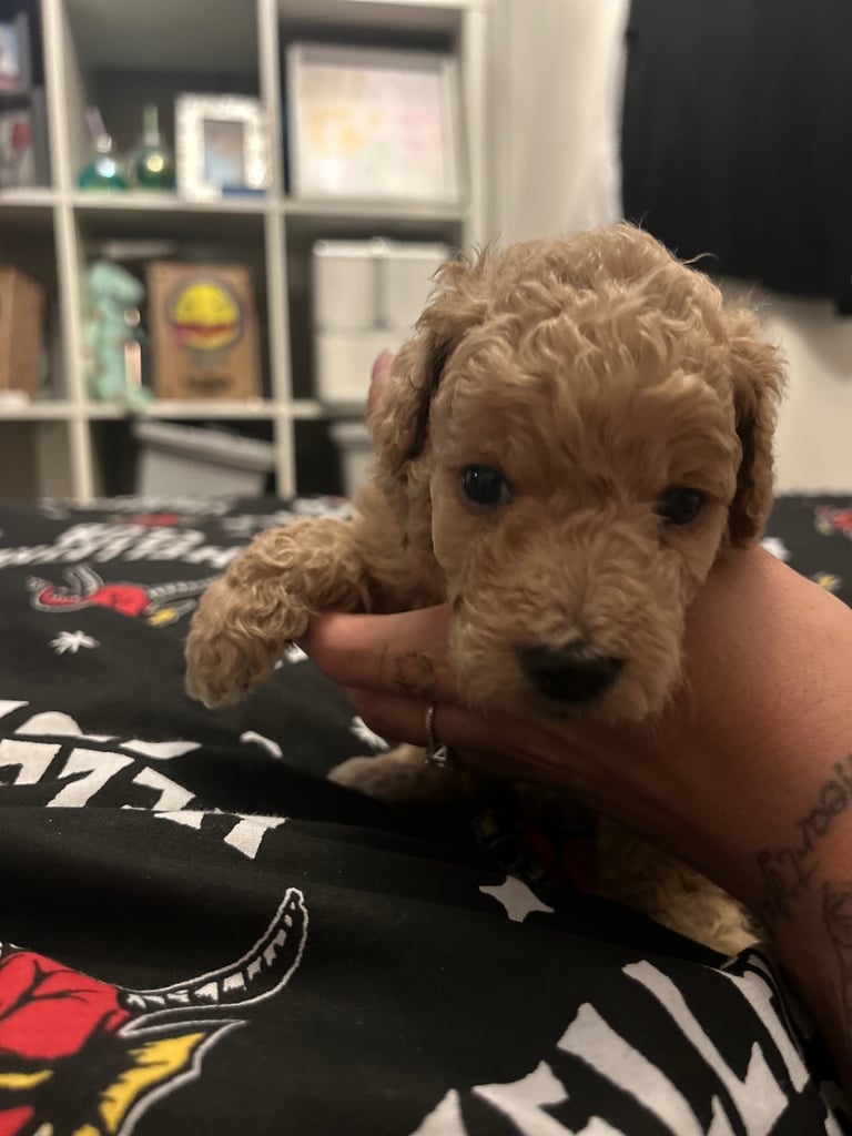 Miniature Cockapoo