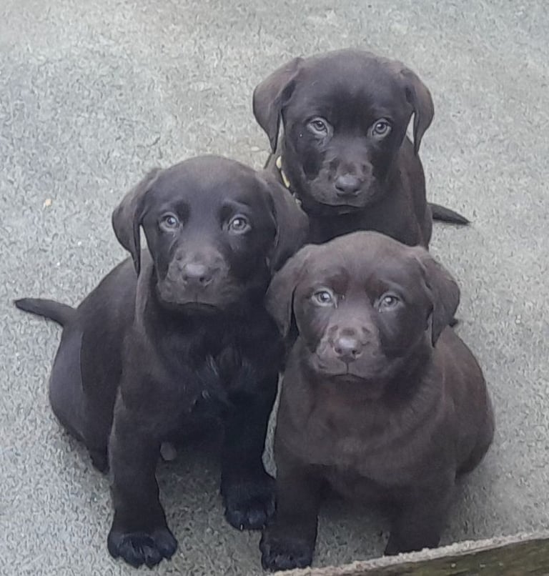 Chocolate labrador pups