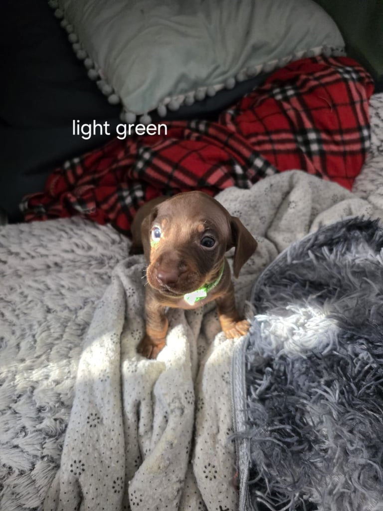 image for Dachshund Puppies