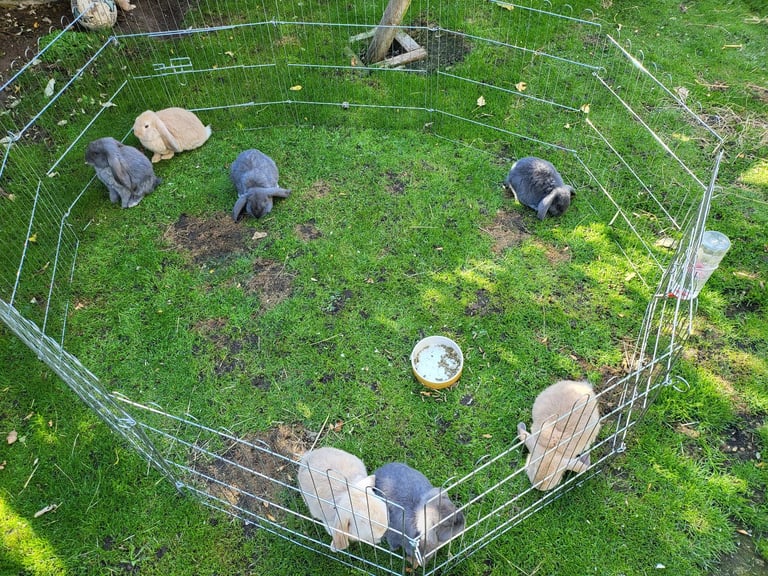 Giant Lop Eared Rabbits 
