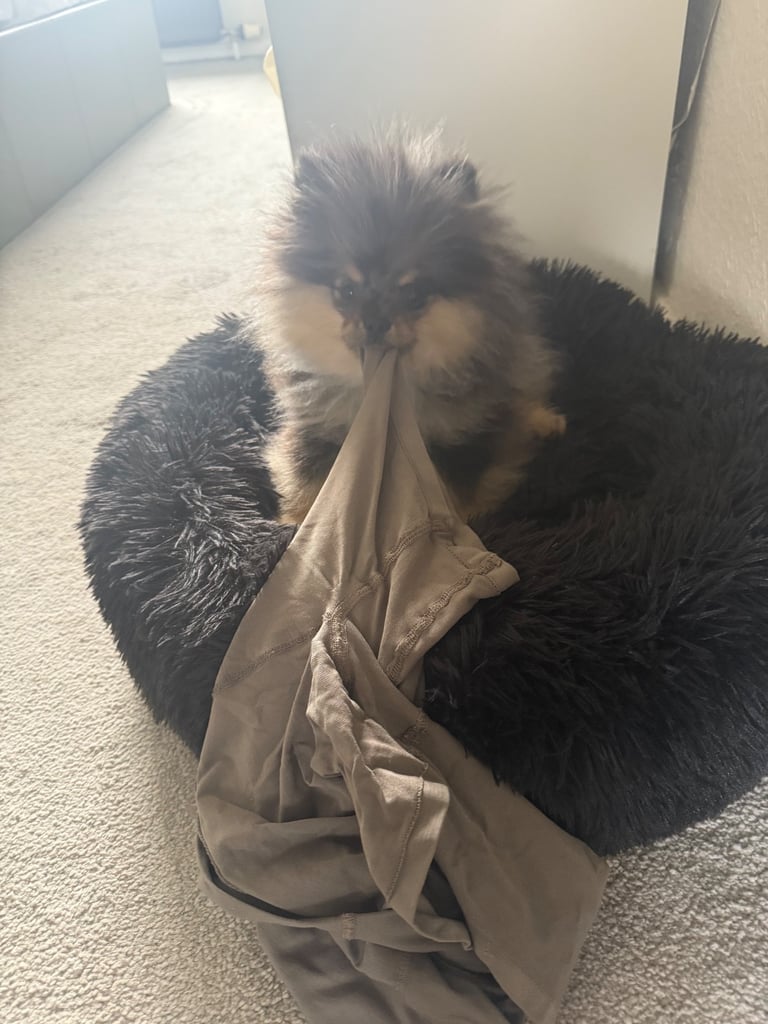 Pomeranian