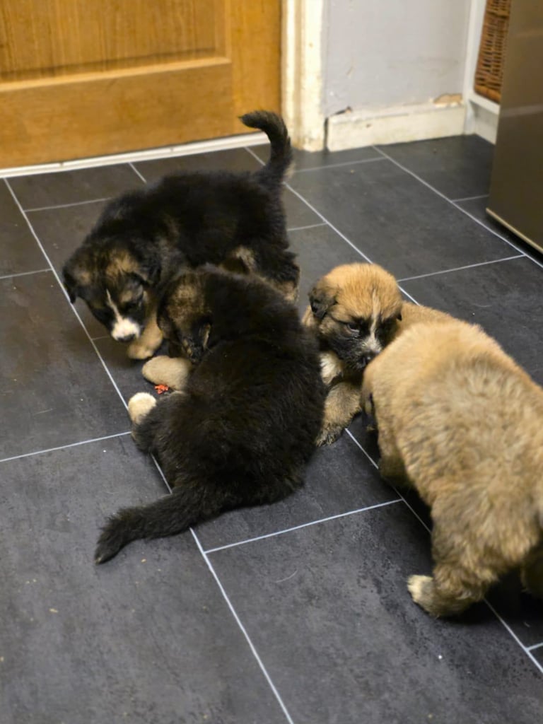 St Bernese mountain dog  X puppies