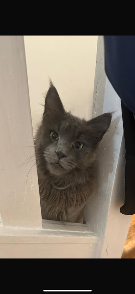 Maine coon female 