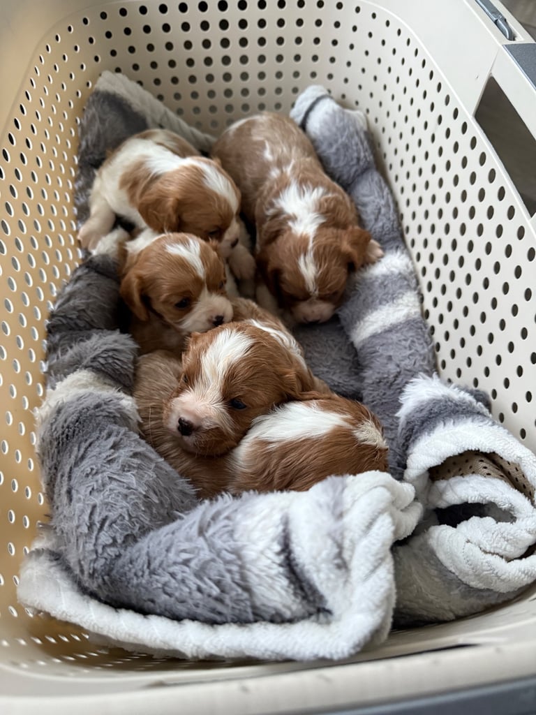 King Charles puppies only 3boy left 