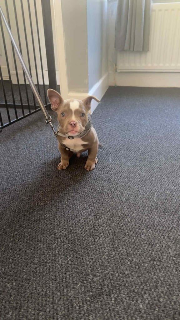 Micro Pocket Bully Puppy Bruno