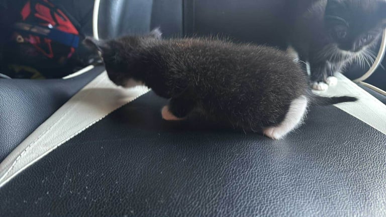 2 male kittens