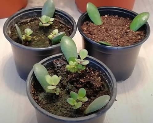 Uk propagated jade plant | baby Money Tree from leaf | LIMITED STOCK