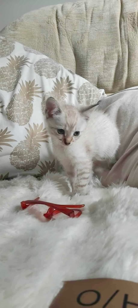 Maine coon cream kittens 