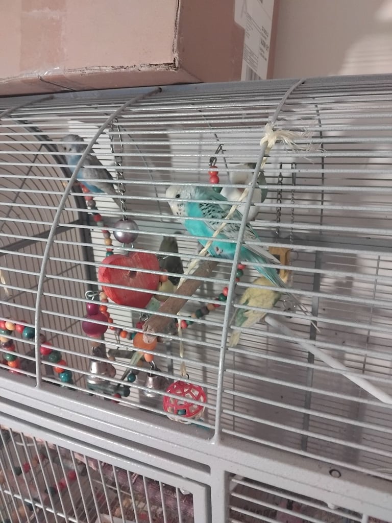 Budgies