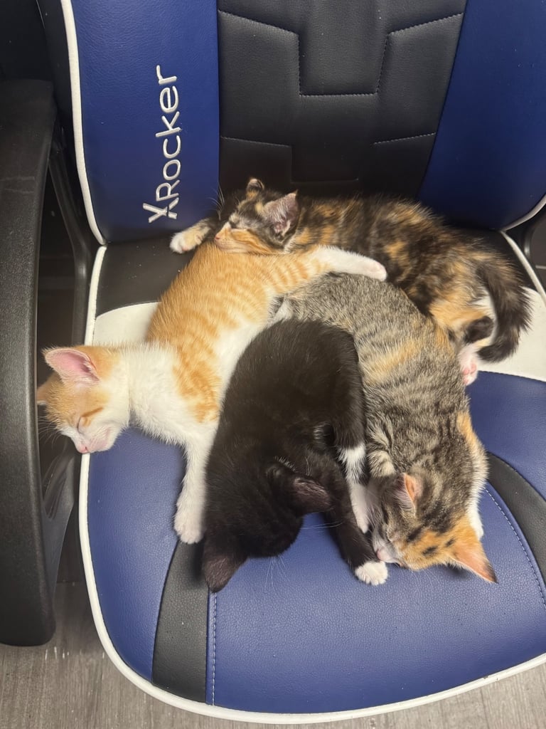 6 beautiful kittens ready to go 