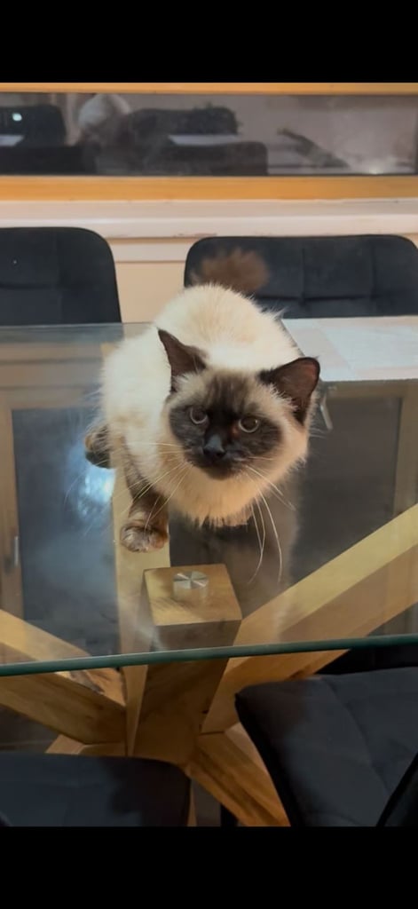 1 female ragdoll cat and 1 male british shorthair cat and 1 perisan cross kitten