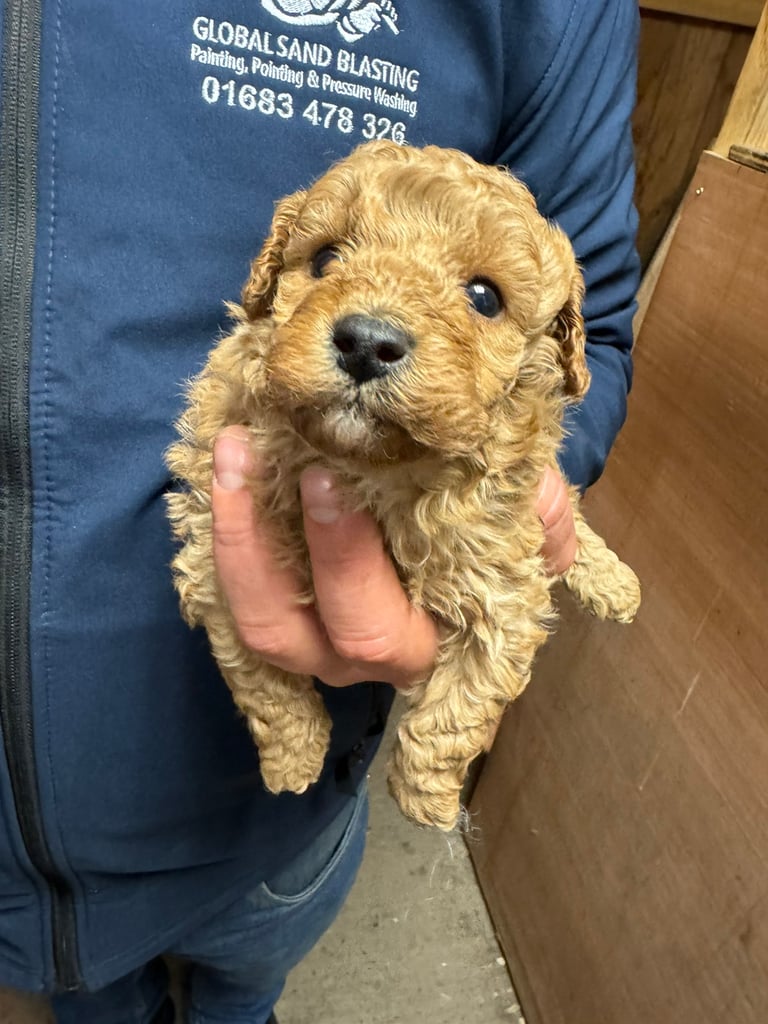 Poodle | Dogs & Puppies for Sale - Gumtree
