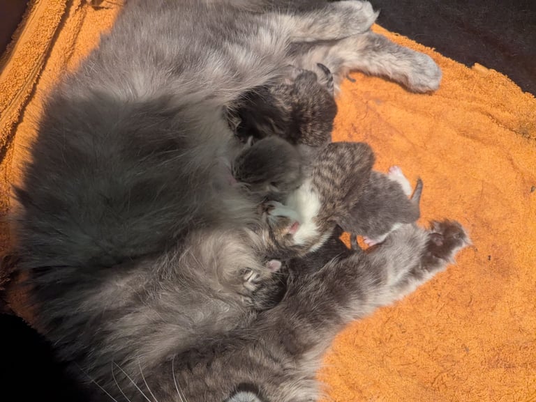 Gorgeous fluffy kittens ALL SOLD