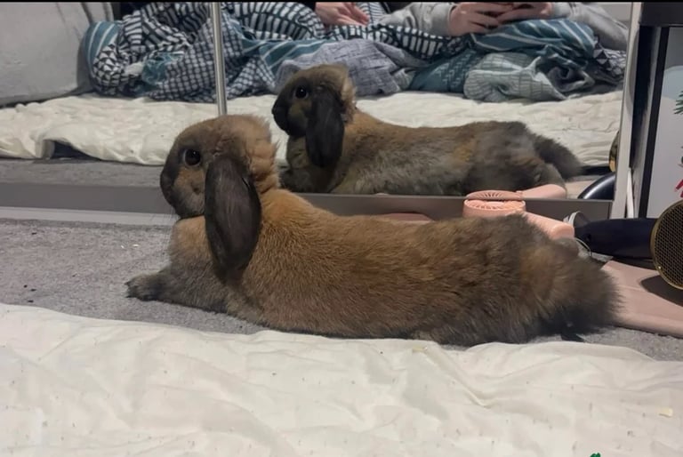 Lop ear rabbit and indoor cage 