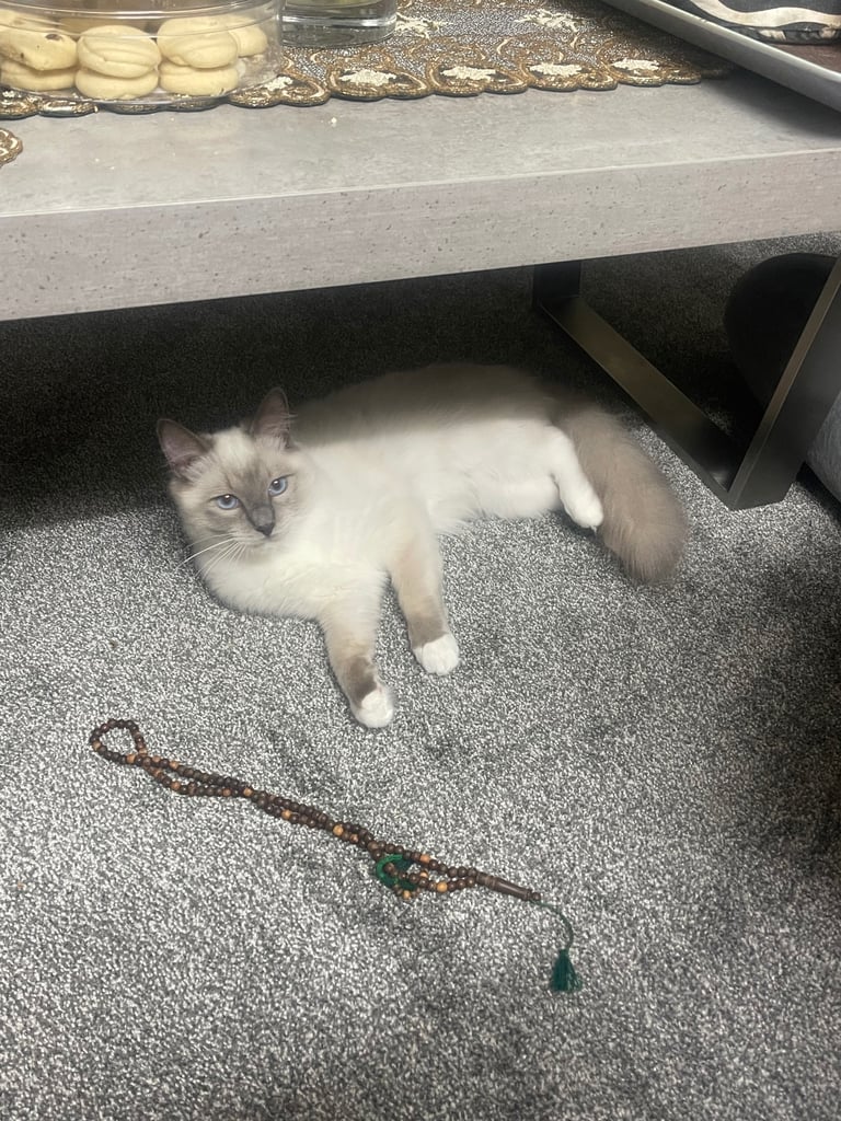 Ragdoll Kittens pedigree purebred 