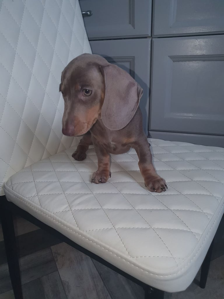 Dachshund puppies for sale