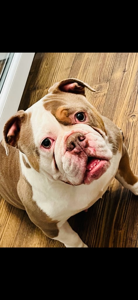 Loving old English bulldog seeking forever sofa ❤️