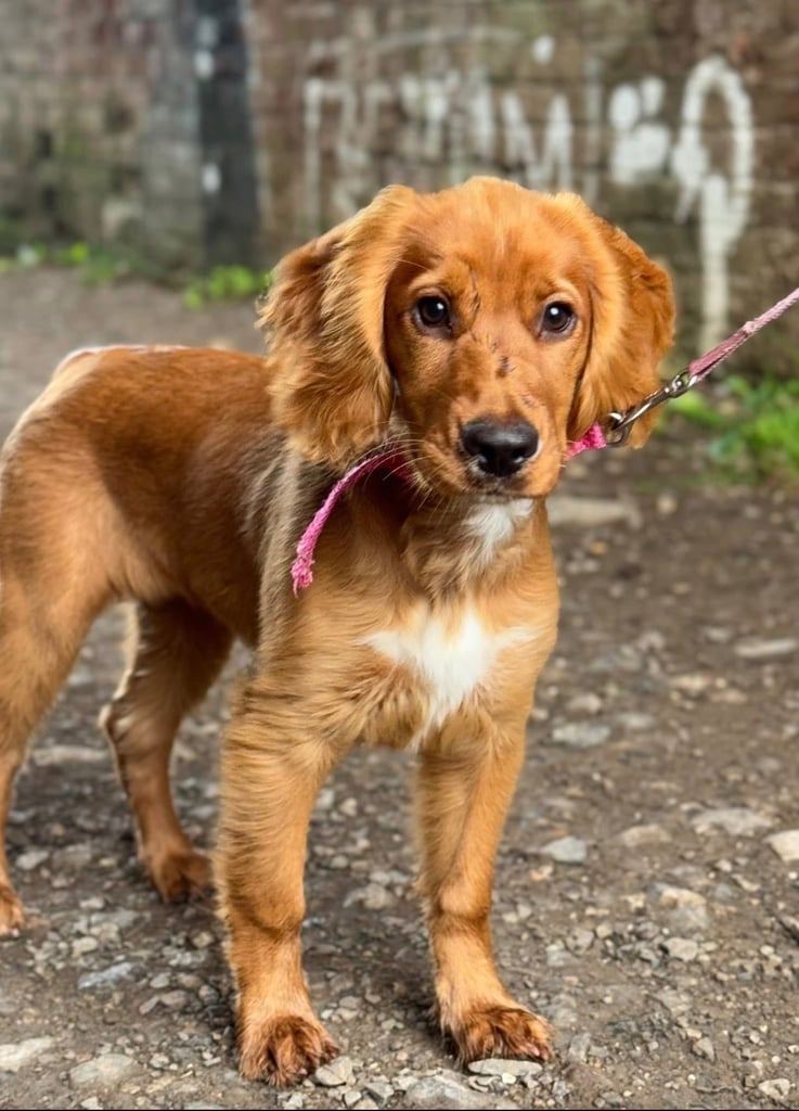 Beautiful Tanned 5 month Cocker Spaniel 