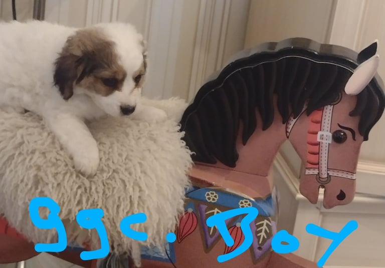 Beautiful jack Russell puppies 