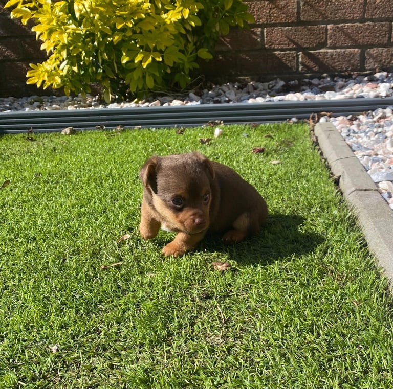 Gorgeous Miniature Jack Russell Puppy For Sale