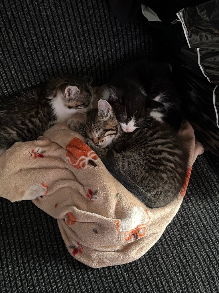Kittens for sale 
