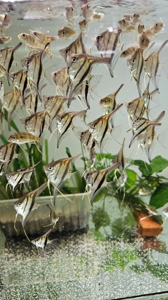 Red back manacapuru,Red head Geophagus, guppies 