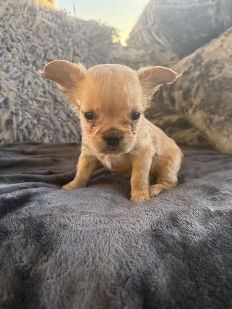 French bulldog puppies