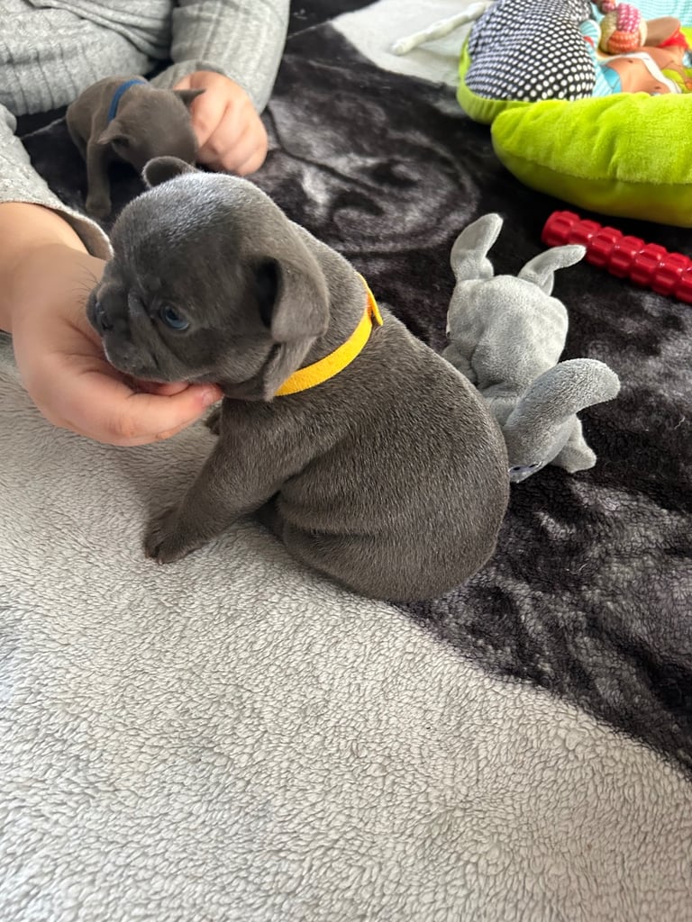 French bulldog puppies 🐾