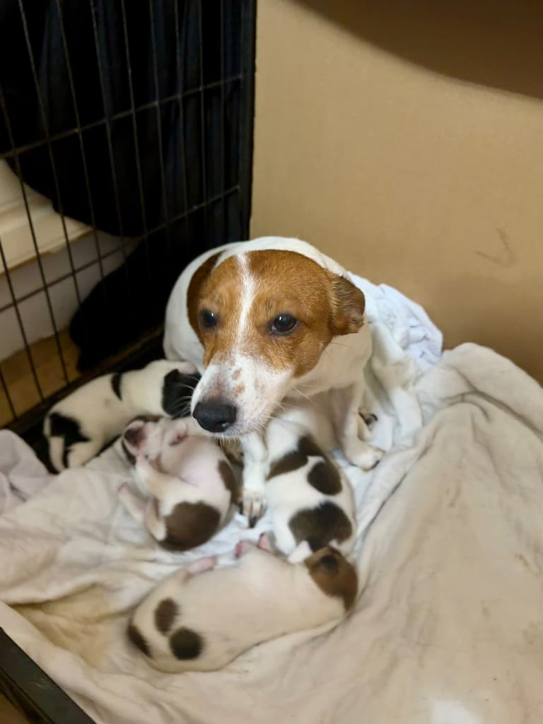 Stunning Jack Russell terriers 