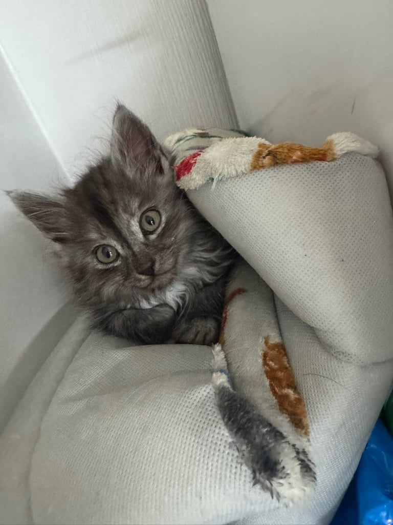 5 kittens ready for forever homes 