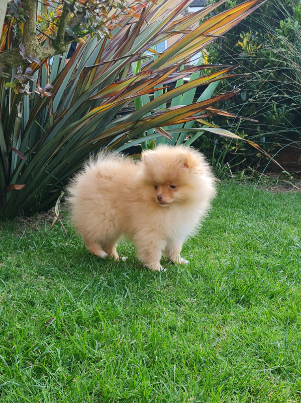 Pomeranian pup