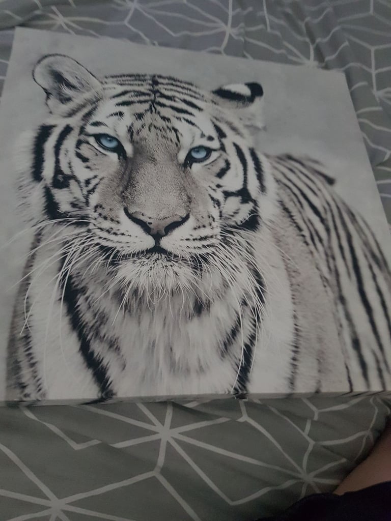 image for CANVAS. TIGER