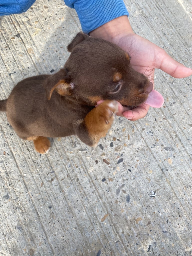 Jack Russell puppies 