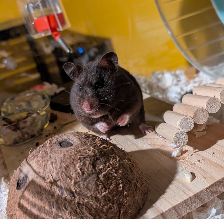UPDATED 20/10/25 - Female Syrian for Adoption 