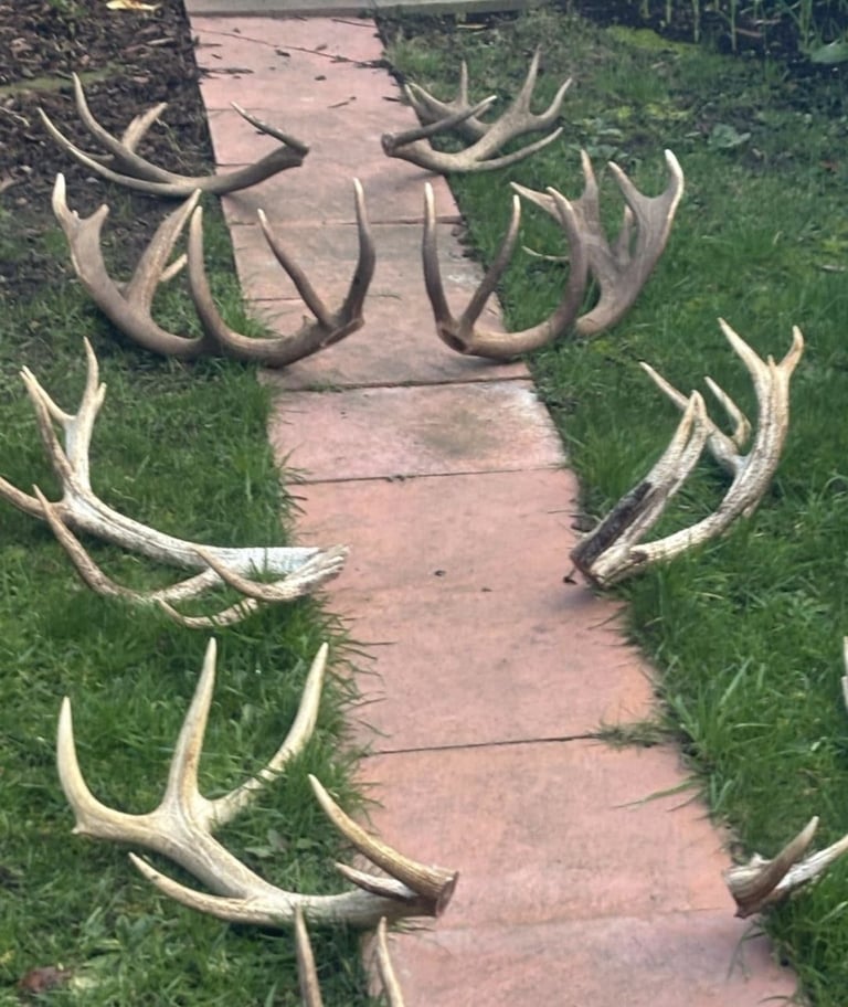 Antler 