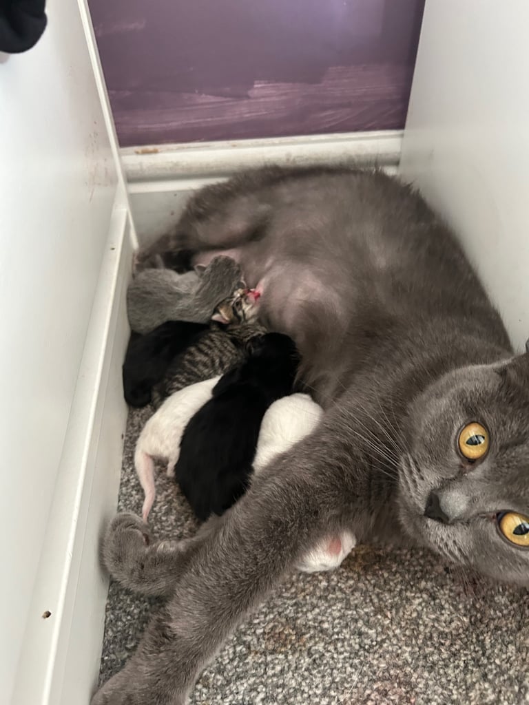 Only 2 black kittens left  READY TO LEAVE 