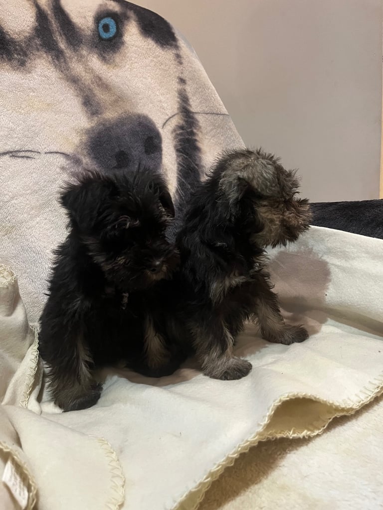 Miniature Schnauzer pups k.c reg’d