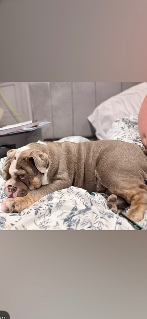 6 month english bull dog 