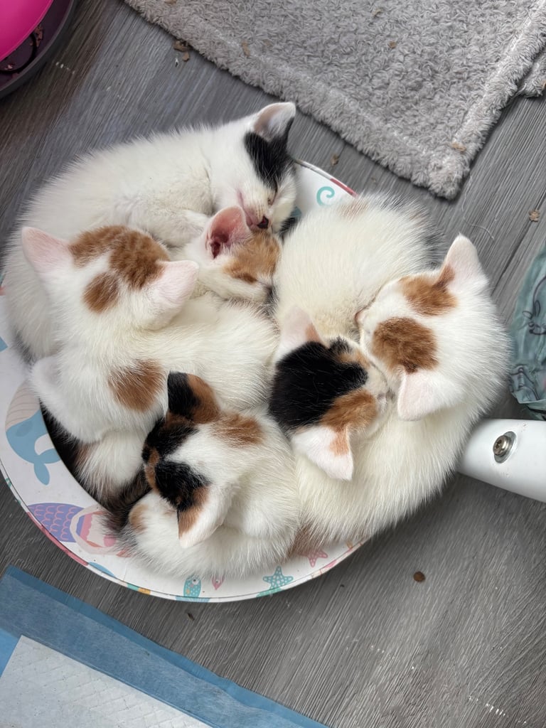 Kittens for furever homes